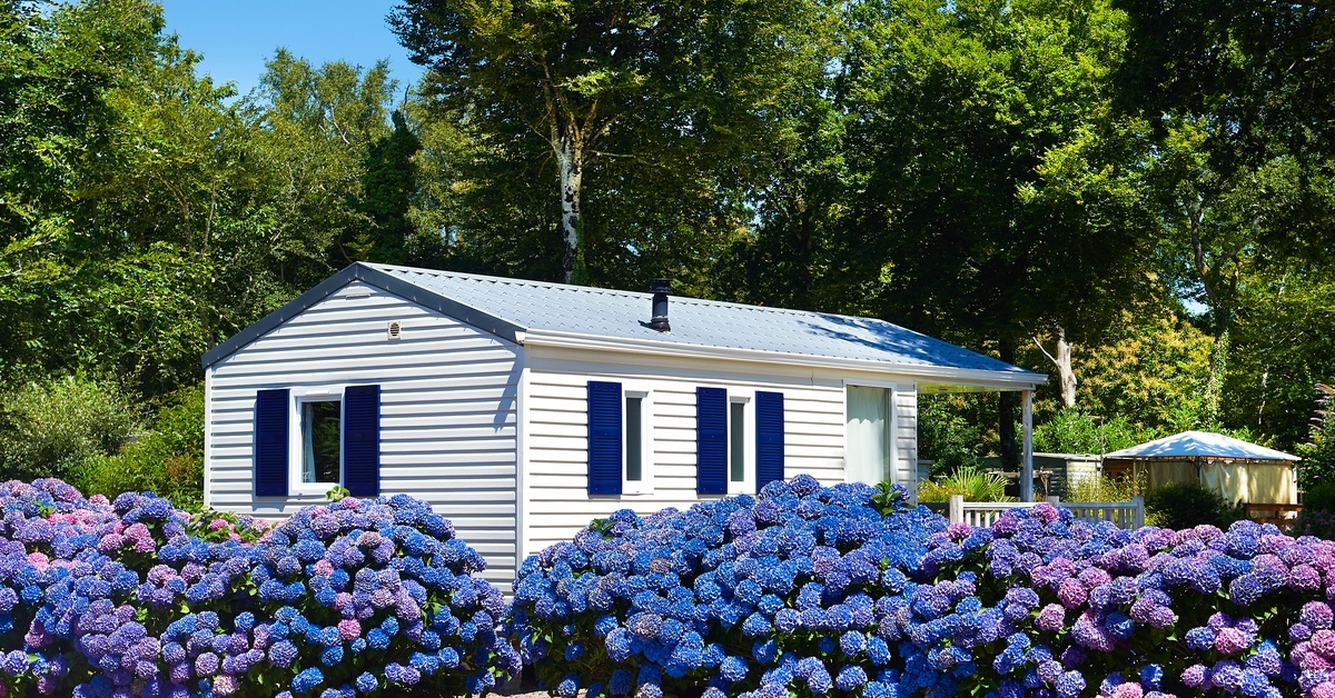 A small white house with blue shutters surrounded by bushes with large indigo-colored flowers and tall trees in the back.